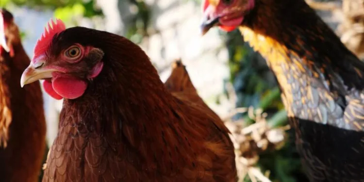 gripe-aviaria:-paises-retiram-restricoes-de-exportacao-a-carne-de-aves-brasileira