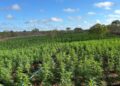 forcas-estadual-e-federal-localizam-200-mil-pes-de-maconha-durante-a-operacao-nordeste-integrado