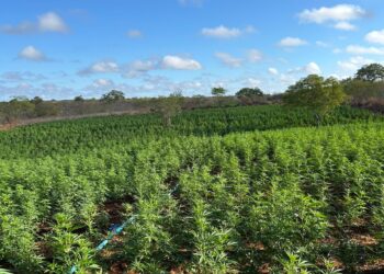 forcas-estadual-e-federal-localizam-200-mil-pes-de-maconha-durante-a-operacao-nordeste-integrado