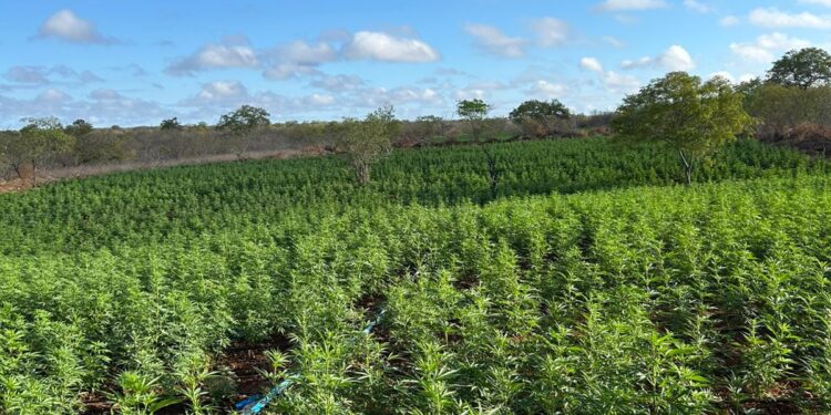 forcas-estadual-e-federal-localizam-200-mil-pes-de-maconha-durante-a-operacao-nordeste-integrado