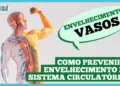 envelhecimento-dos-vasos-sanguineos:-entenda-e-cuide-se