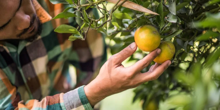 tarifa-de-50%-dos-eua-poe-agronegocio-fruticola-em-alerta
