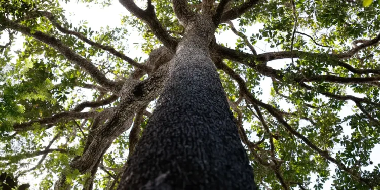 nova-lei-geral-de-licenciamento-ambiental-compromete-autonomia-municipal,-alerta-cnm