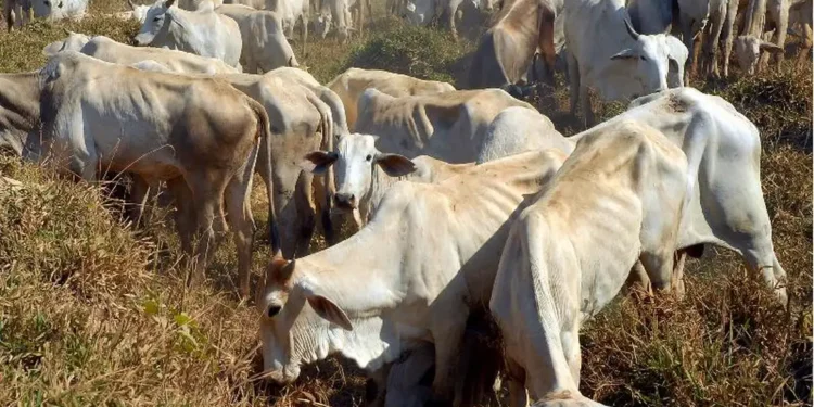 banco-da-amazonia-apresenta-o-pecuaria-verde-na-agropec-2025,-no-para
