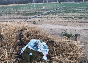 ficco-bahia,-pm-e-pf-desmontam-roca-de-maconha-que-contava-com-sistema-de-energia-solar