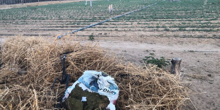 ficco-bahia,-pm-e-pf-desmontam-roca-de-maconha-que-contava-com-sistema-de-energia-solar