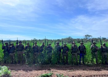 em-pouco-mais-de-7-meses,-forcas-policiais-erradicam-1-milhao-de-pes-de-maconha-e-ultrapassam-marca-de-2024