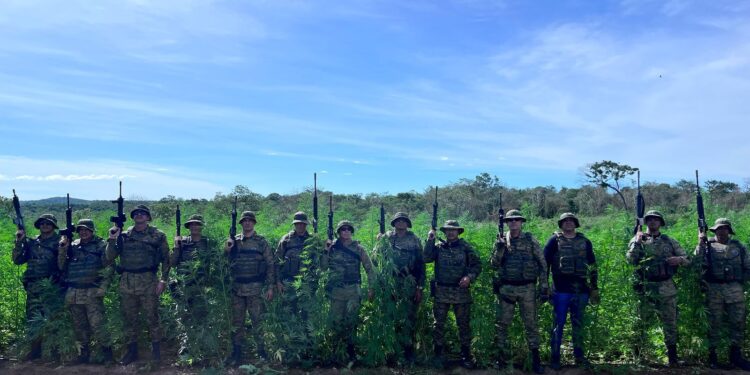 em-pouco-mais-de-7-meses,-forcas-policiais-erradicam-1-milhao-de-pes-de-maconha-e-ultrapassam-marca-de-2024