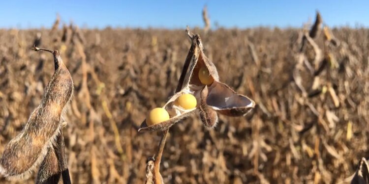 justica-suspende-decisao-do-cade-sobre-moratoria-da-soja