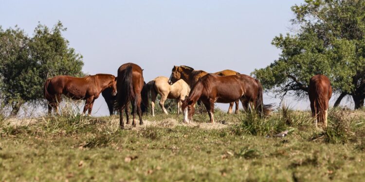 tres-pessoas-tiveram-encefalite-equina-venezuelana-no-am,-diz-fiocruz