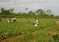 saiba-como-acessar-o-agroamigo-e-investir-na-producao-da-sua-familia