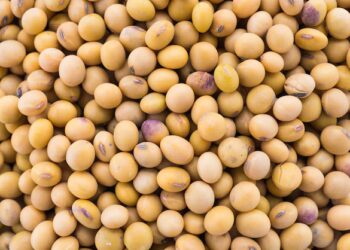 soja-e-trigo:-confira-as-projecoes-de-preco-para-segunda-feira-(1)