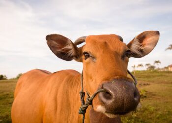 boi-gordo:-confira-as-projecoes-de-preco-para-segunda-feira-(1)