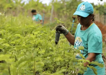 tcu-aponta-rombo-de-r$-187,1-bi-na-previdencia-rural