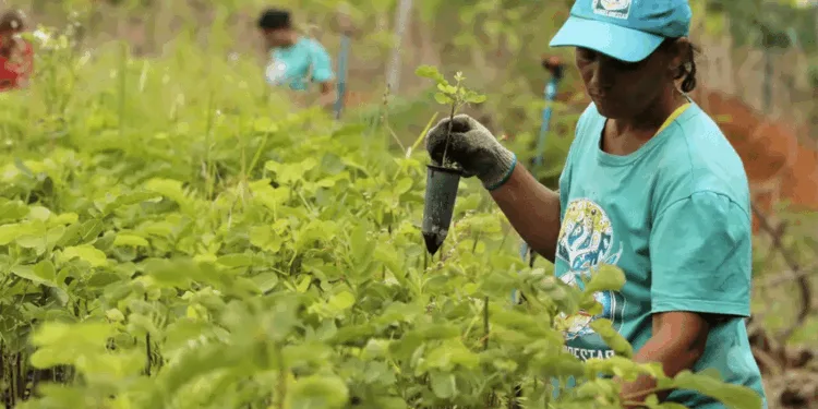 tcu-aponta-rombo-de-r$-187,1-bi-na-previdencia-rural