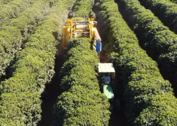 escassez-de-mao-de-obra-acelera-mecanizacao-da-colheita-de-cafe