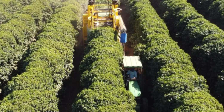 escassez-de-mao-de-obra-acelera-mecanizacao-da-colheita-de-cafe