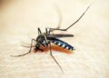 casos-de-dengue-e-chikungunya-custaram-r$-1,2-bi-ao-sistema-de-saude
