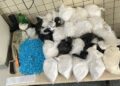 59a-cipm-apreende-mais-de-26kg-de-entorpecentes-em-camacari