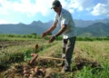 bolsa-familia:-trabalhador-contratado-por-safra-podera-manter-beneficio-social