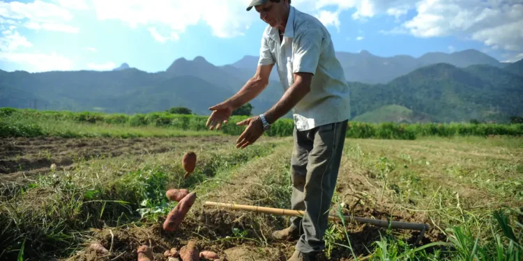 bolsa-familia:-trabalhador-contratado-por-safra-podera-manter-beneficio-social