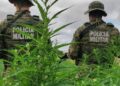 em-acao-conjunta,-pm-erradica-mais-de-11-mil-pes-de-maconha-no-norte-da-bahia
