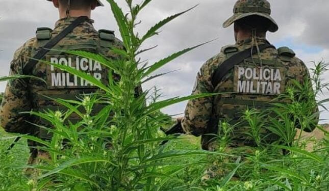 em-acao-conjunta,-pm-erradica-mais-de-11-mil-pes-de-maconha-no-norte-da-bahia