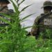 em-acao-conjunta,-pm-erradica-mais-de-11-mil-pes-de-maconha-no-norte-da-bahia