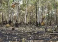 queimadas-continuam-altas-em-2025;-cerrado-concentra-maior-parte-dos-incendios