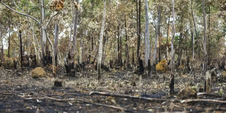 queimadas-continuam-altas-em-2025;-cerrado-concentra-maior-parte-dos-incendios
