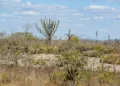 pesquisa-revela-novas-especies-da-caatinga-e-amplia-conhecimento-sobre-a-biodiversidade-do-semiarido