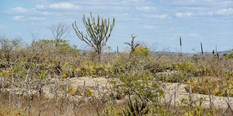 pesquisa-revela-novas-especies-da-caatinga-e-amplia-conhecimento-sobre-a-biodiversidade-do-semiarido