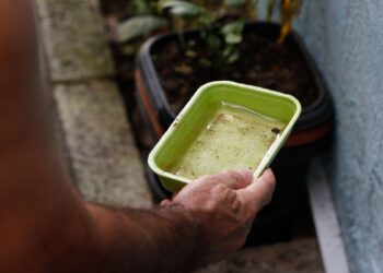 chikungunya-traz-preocupacoes-apos-uma-decada-de-presenca-no-brasil