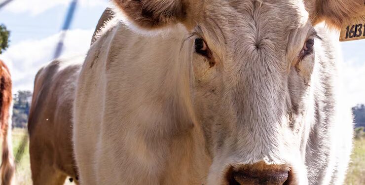 boi-gordo-hoje:-confira-as-cotacoes-para-terca-feira-(23)