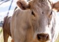 boi-gordo-hoje:-confira-as-cotacoes-para-quarta-feira-(24)