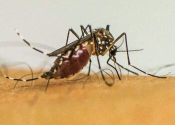 infeccoes-por-aedes-aegypti-elevam-risco-de-complicacoes-no-parto