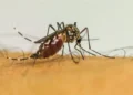 infeccoes-por-aedes-aegypti-aumentam-risco-de-complicacoes-no-parto