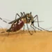 infeccoes-por-aedes-aegypti-aumentam-risco-de-complicacoes-no-parto