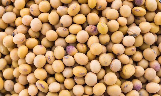 soja-e-trigo-hoje:-confira-as-cotacoes-para-segunda-feira-(29)