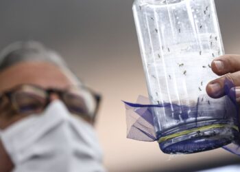 fabrica-de-mosquitos-oferece-tecnologias-para-reducao-da-dengue