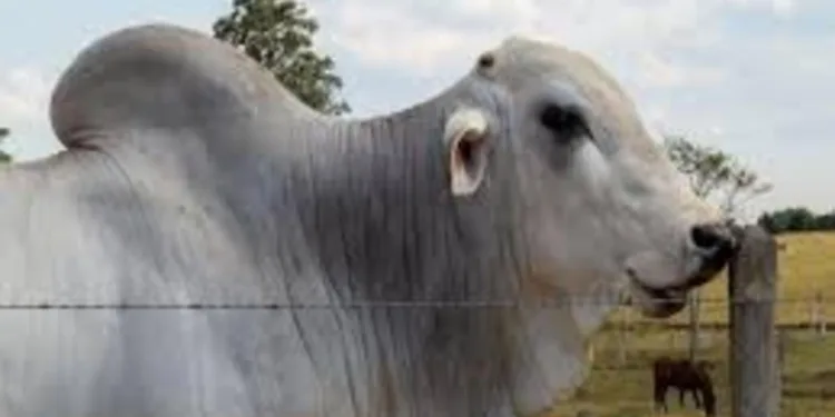 preco-do-boi-gordo-hoje:-confira-as-cotacoes-para-quarta-feira-(8)