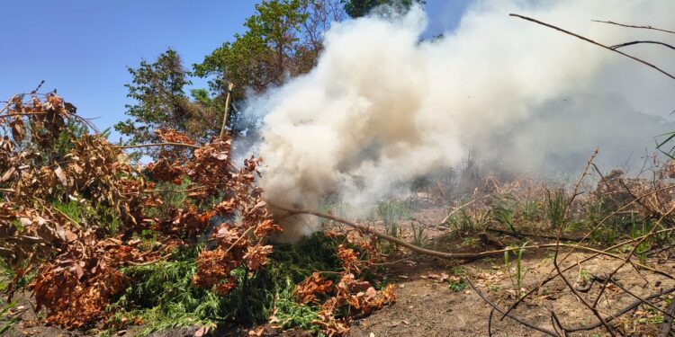 pm-erradica-cerca-de-14-mil-pes-de-maconha-em-curaca