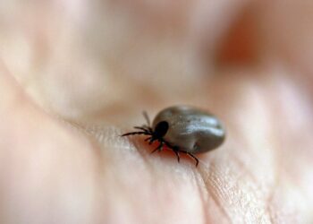 parque-no-interior-de-sp-e-interditado-apos-mortes-por-febre-maculosa