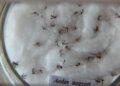 pesquisa-do-butantan-padroniza-nomenclatura-de-virus-da-dengue