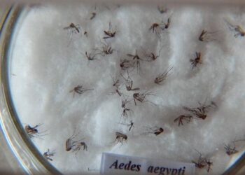 pesquisa-do-butantan-padroniza-nomenclatura-de-virus-da-dengue