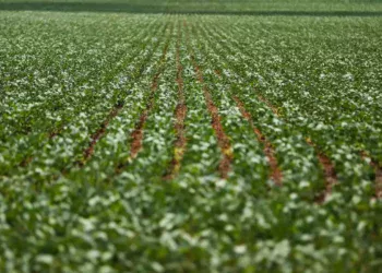 agronegocios:-nordeste-e-centro-oeste-dominam-ranking-dos-municipios-mais-desenvolvidos-na-agropecuaria