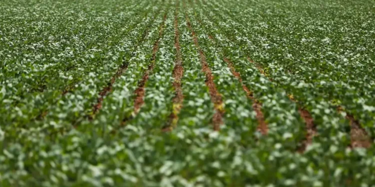 agronegocios:-nordeste-e-centro-oeste-dominam-ranking-dos-municipios-mais-desenvolvidos-na-agropecuaria