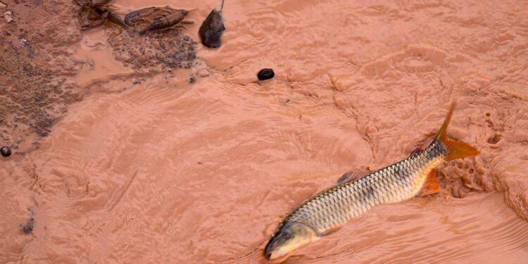 samarco-e-vale-sao-multadas-em-mais-de-r$-1,8-bilhao