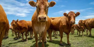 preco-do-boi-gordo-hoje:-confira-as-cotacoes-para-esta-quarta-feira-(29)