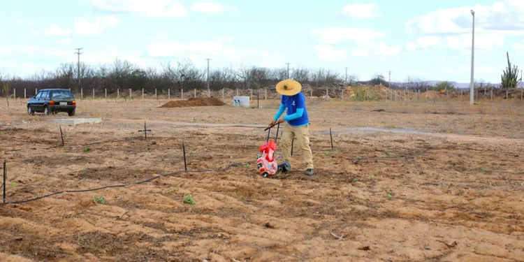 comeca-cultivo-em-vila-produtiva-rural-na-regiao-da-transposicao-do-rio-sao-francisco